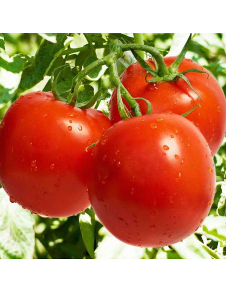 Tomato Frito Sauce Orlando, 400g Tin