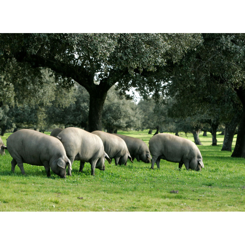black iberian pigs