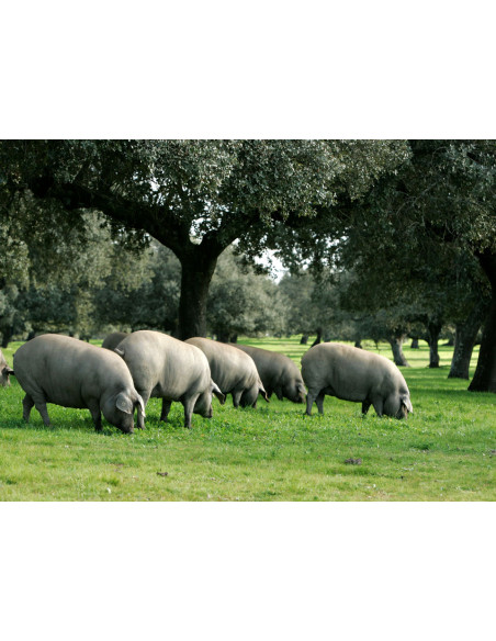 Black Iberian pigs. Pata Negra