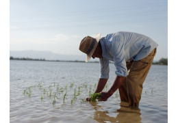 Bomba Rice: Spain’s Star Grain for Perfect Paella and More